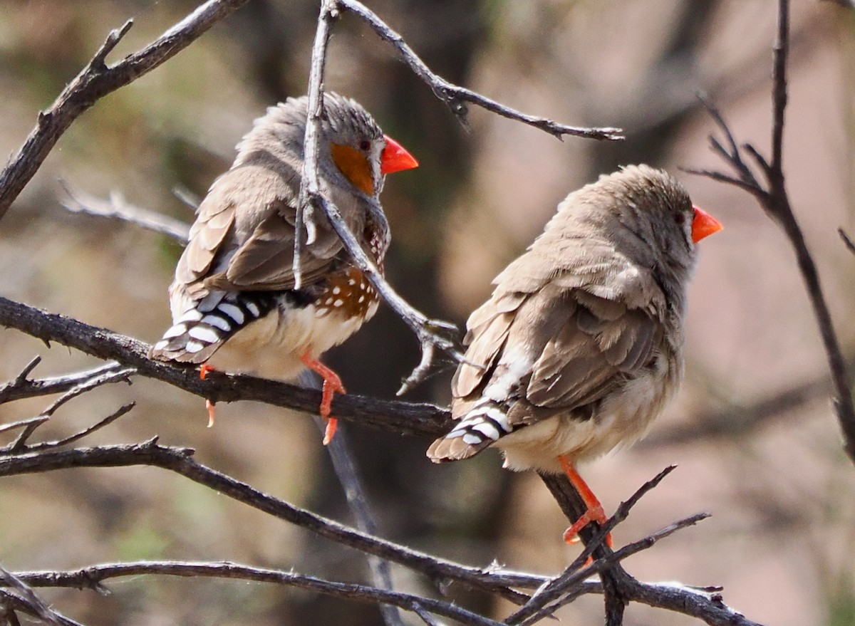 Zebra Finch - ML610955676