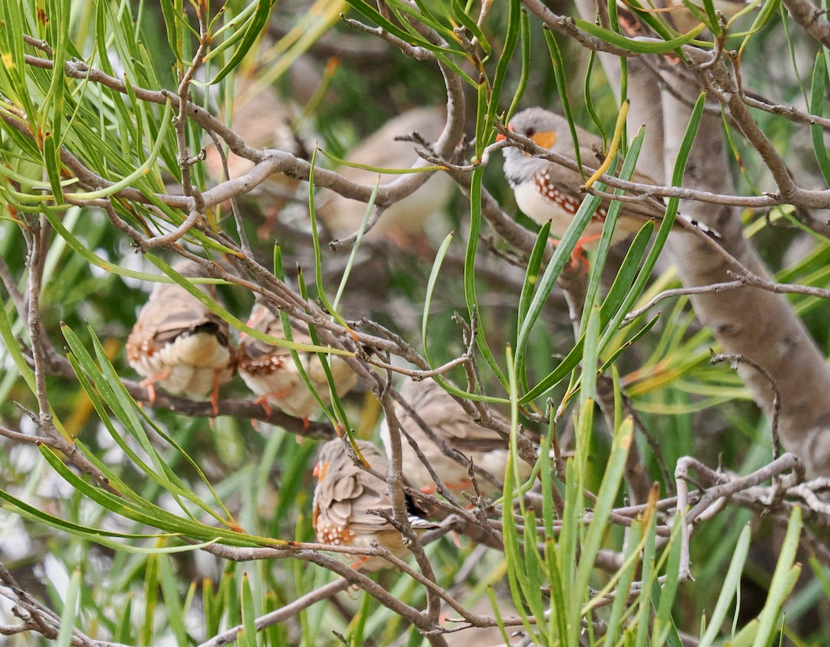 Zebra Finch - ML610955677