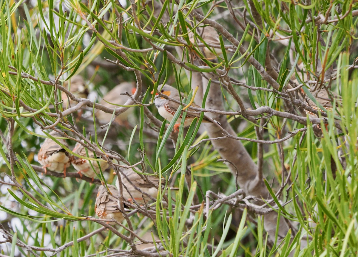 Zebra Finch - ML610955678