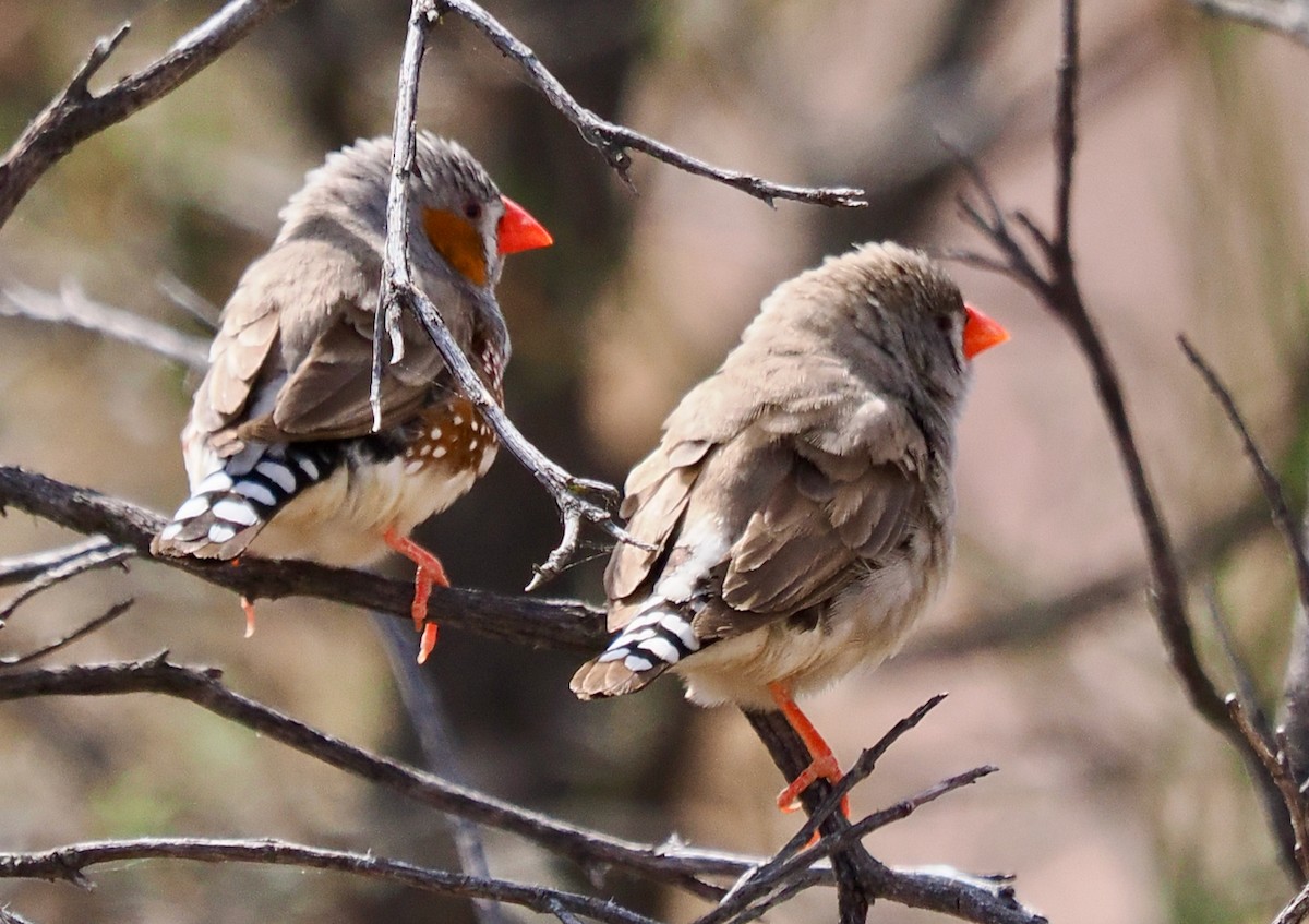 Zebra Finch - ML610955679