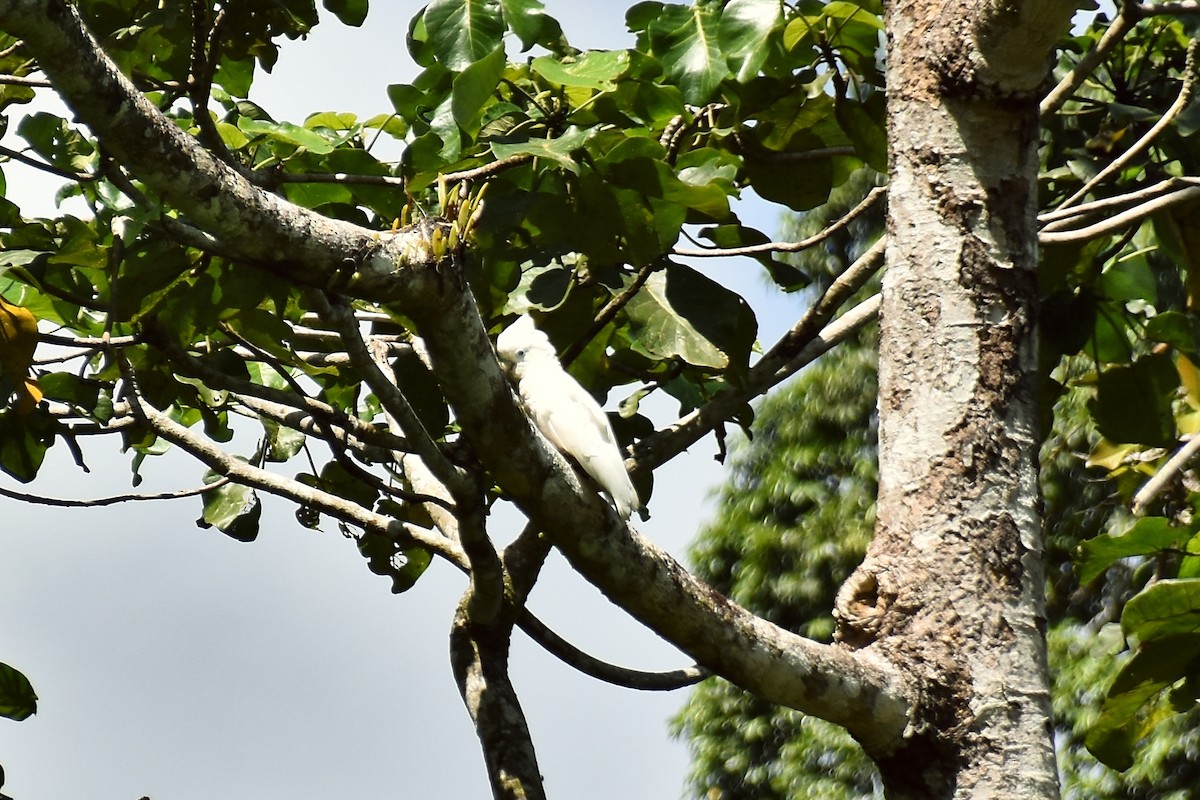 Ducorps's Cockatoo - ML610955718