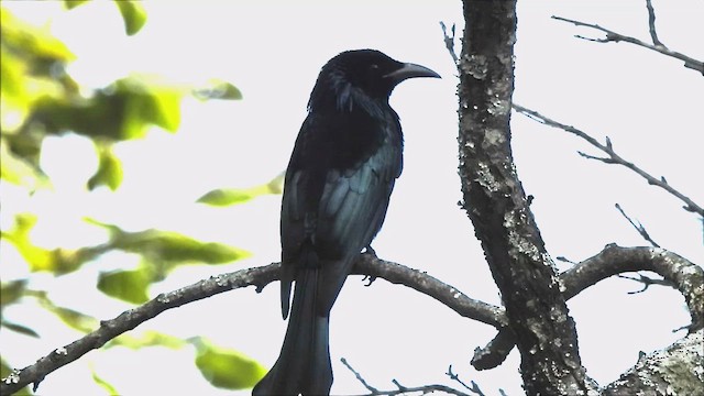 Drongo à crinière - ML610955724