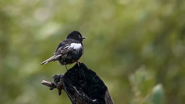 Painted Redstart - ML610955885