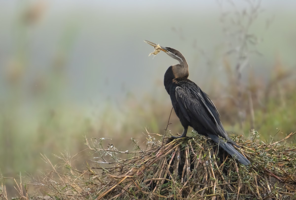 Oriental Darter - Tahir abbas