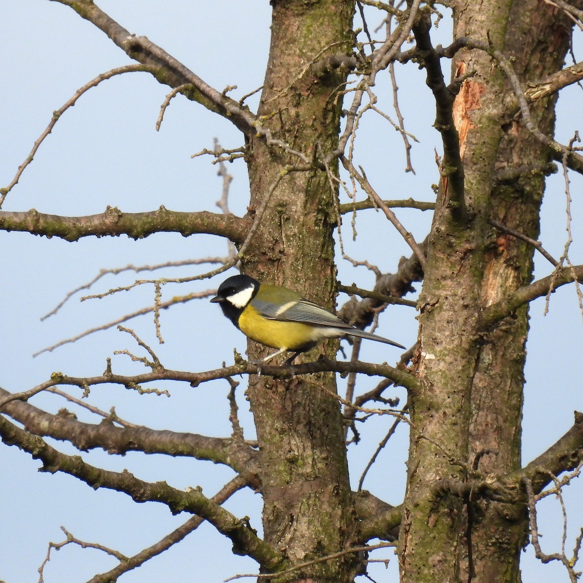 Great Tit - ML610956025