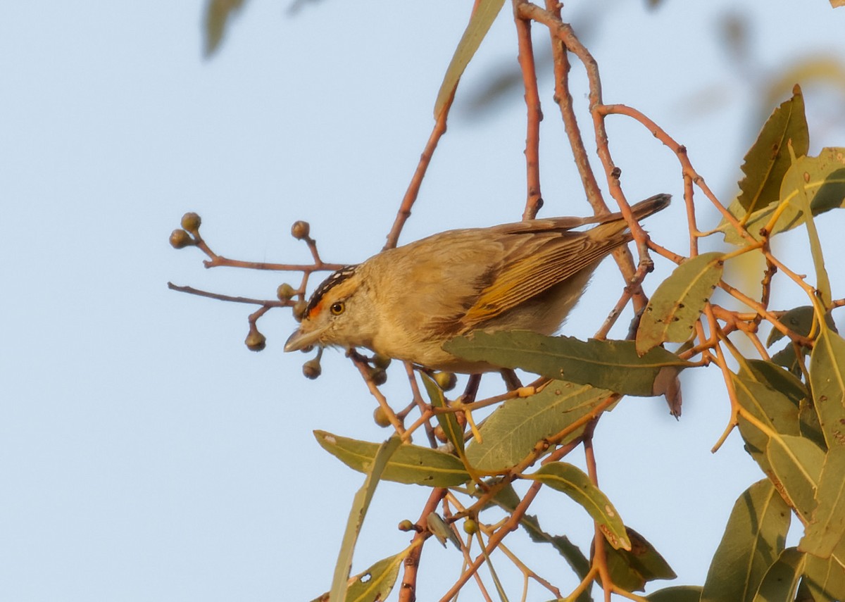 Red-browed Pardalote - Peter Bennet