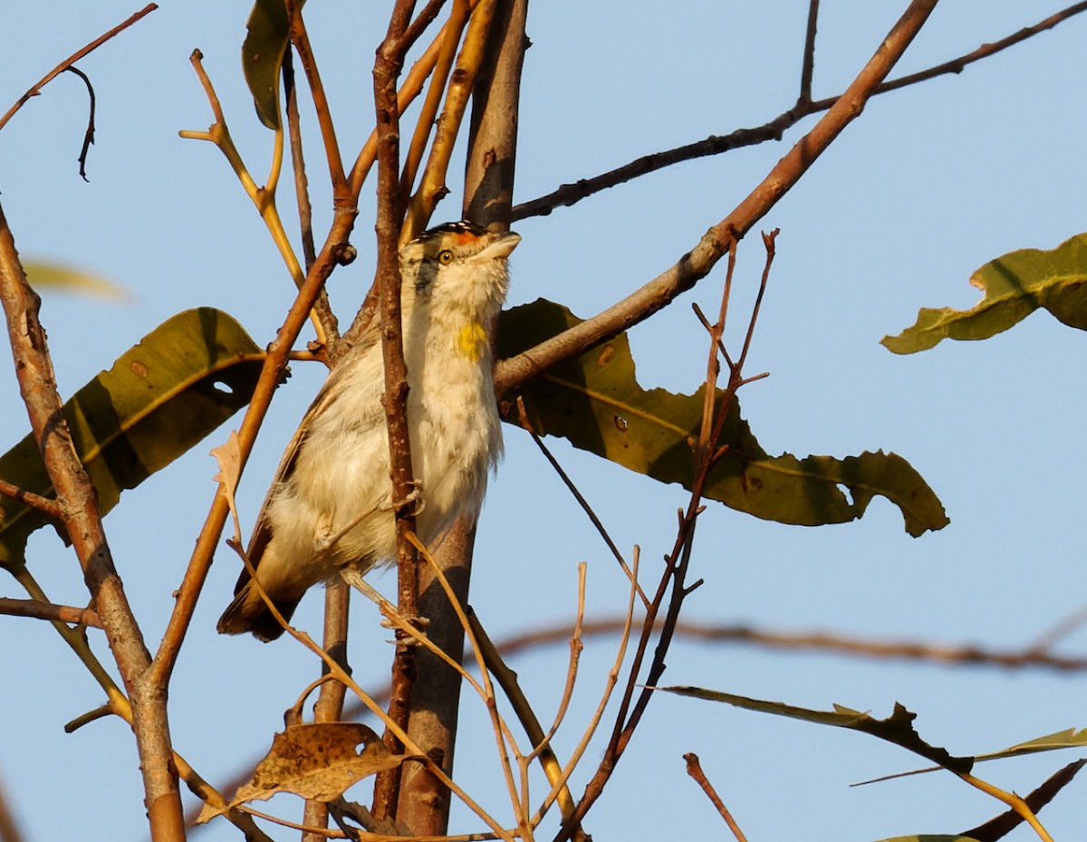 Red-browed Pardalote - Peter Bennet