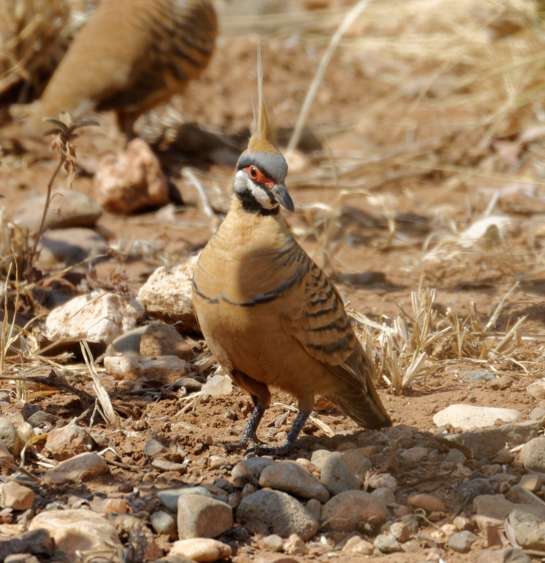 Spinifex Pigeon - ML610956045