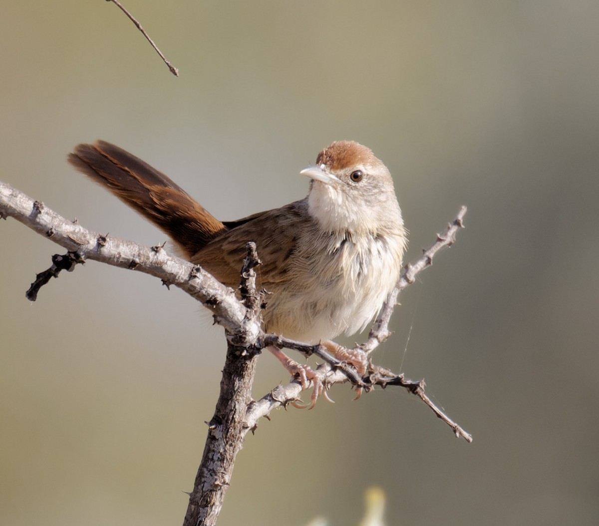 Spinifex-Schilfsänger - ML610956111