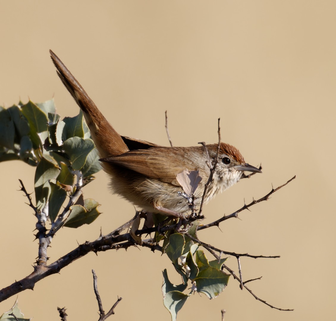 Spinifex-Schilfsänger - ML610956114