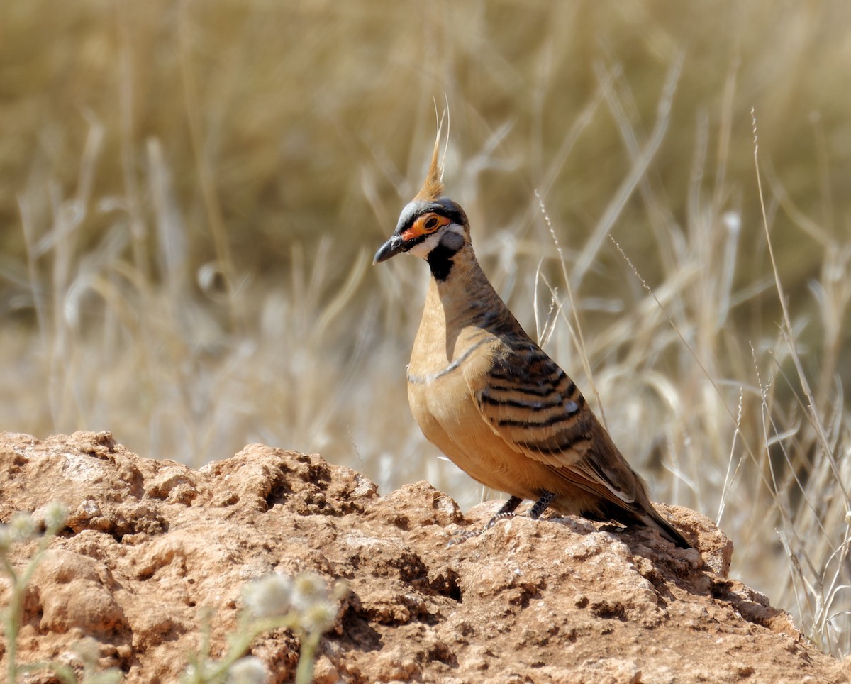 Spinifex Pigeon - ML610956122