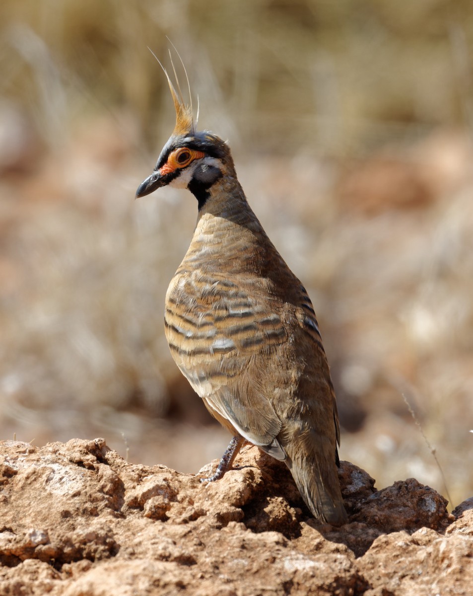 Spinifex Pigeon - ML610956123