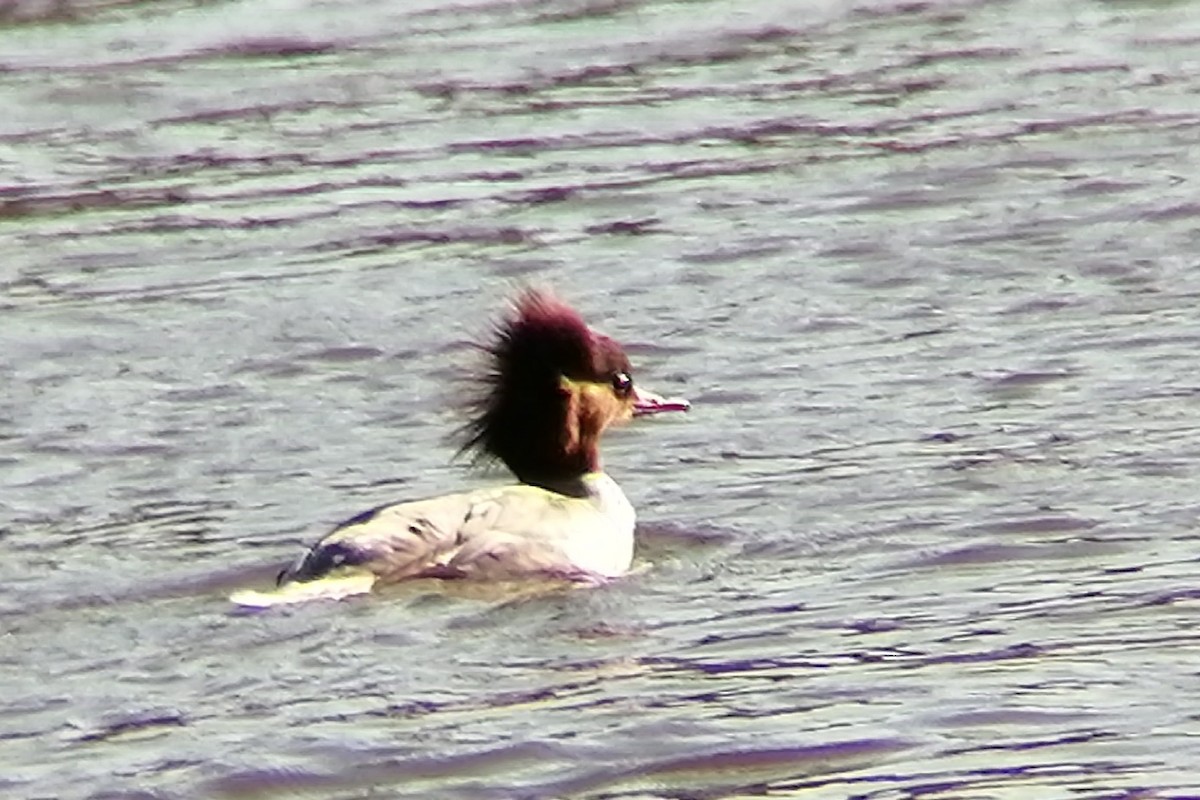 Common Merganser - ML610956137