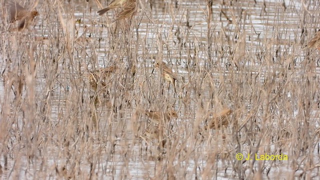 Corn Bunting - ML610956171