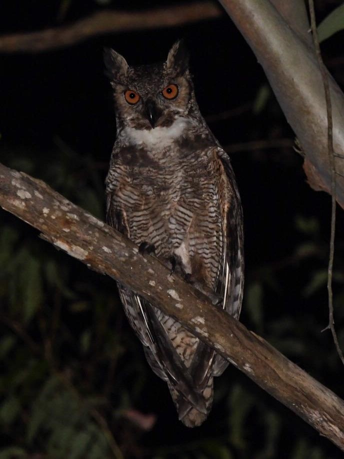 Great Horned Owl - Mario Campagnoli