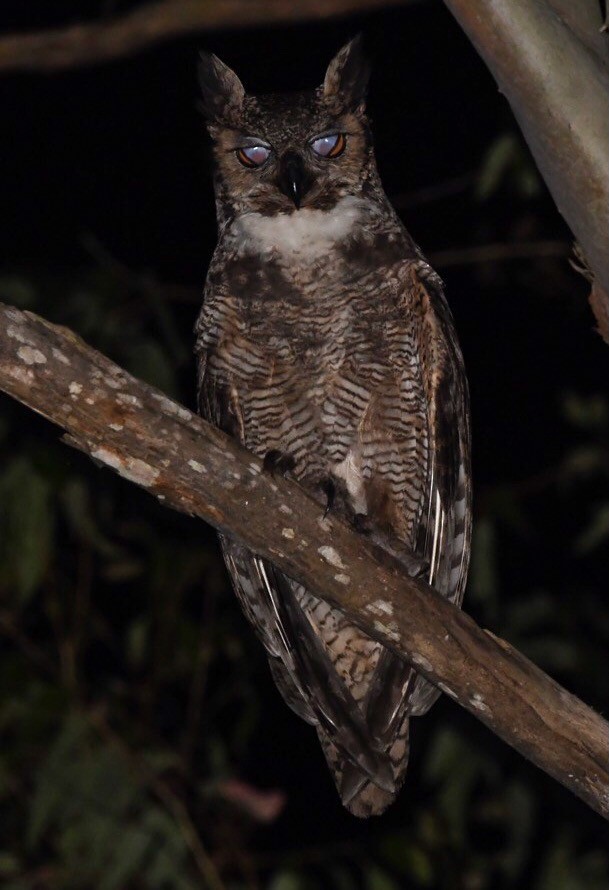 Great Horned Owl - Mario Campagnoli