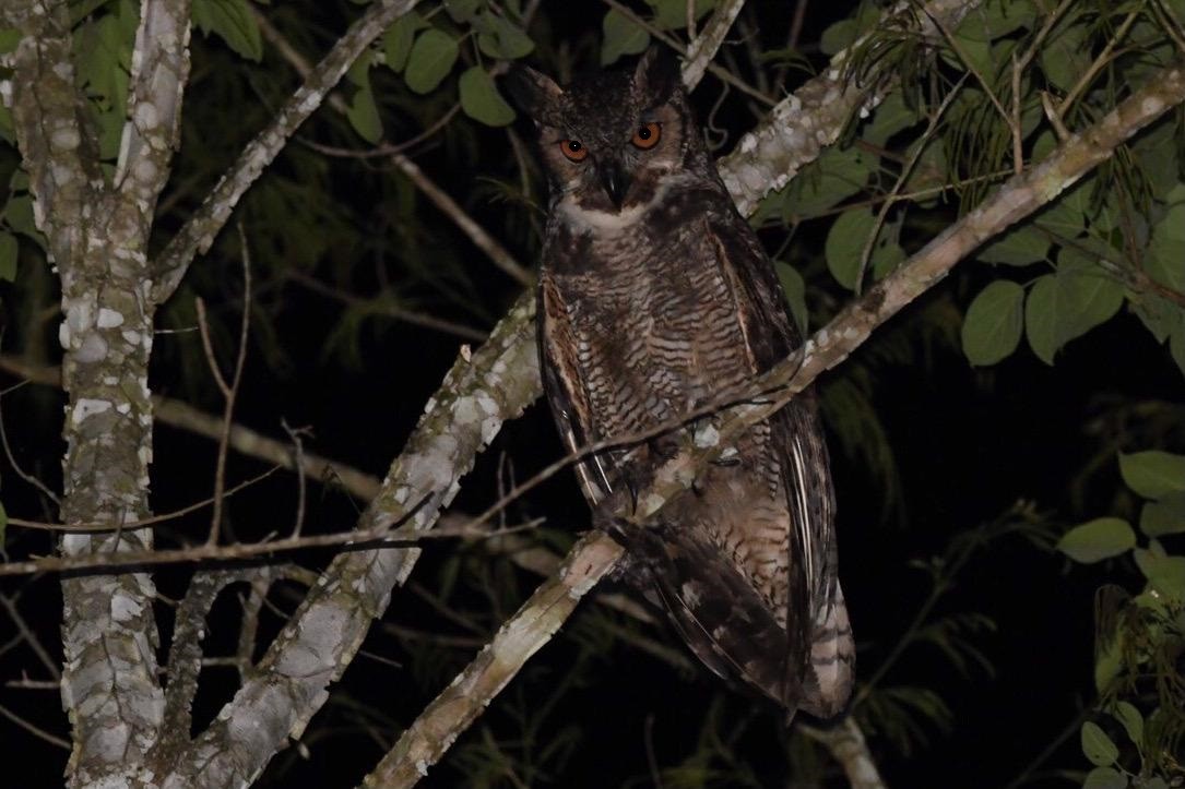 Great Horned Owl - Mario Campagnoli