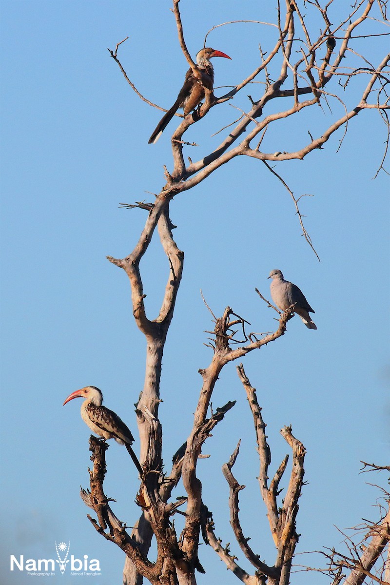 Damara Red-billed Hornbill - Manod Taengtum