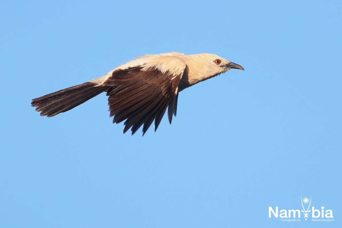 Southern Pied-Babbler - Manod Taengtum
