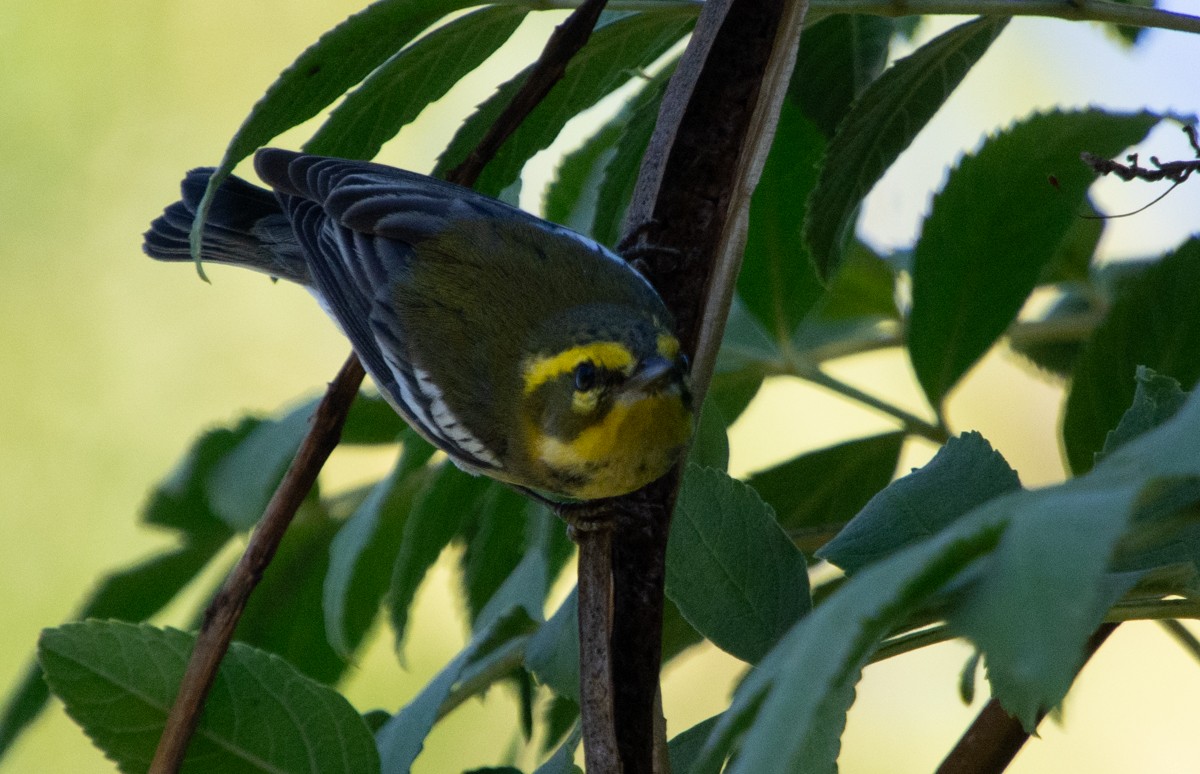 Townsend's Warbler - ML610956548