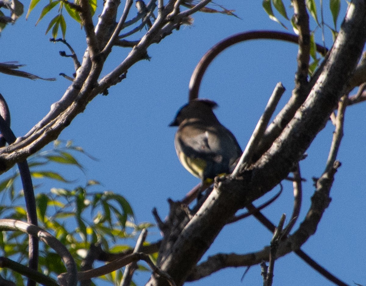 Cedar Waxwing - ML610956551