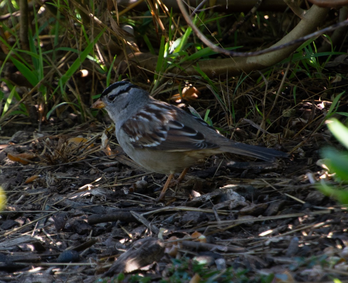 White-crowned Sparrow - ML610956552