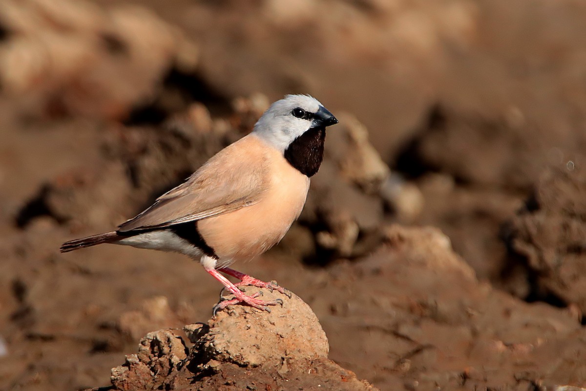 Black-throated Finch - ML610956563