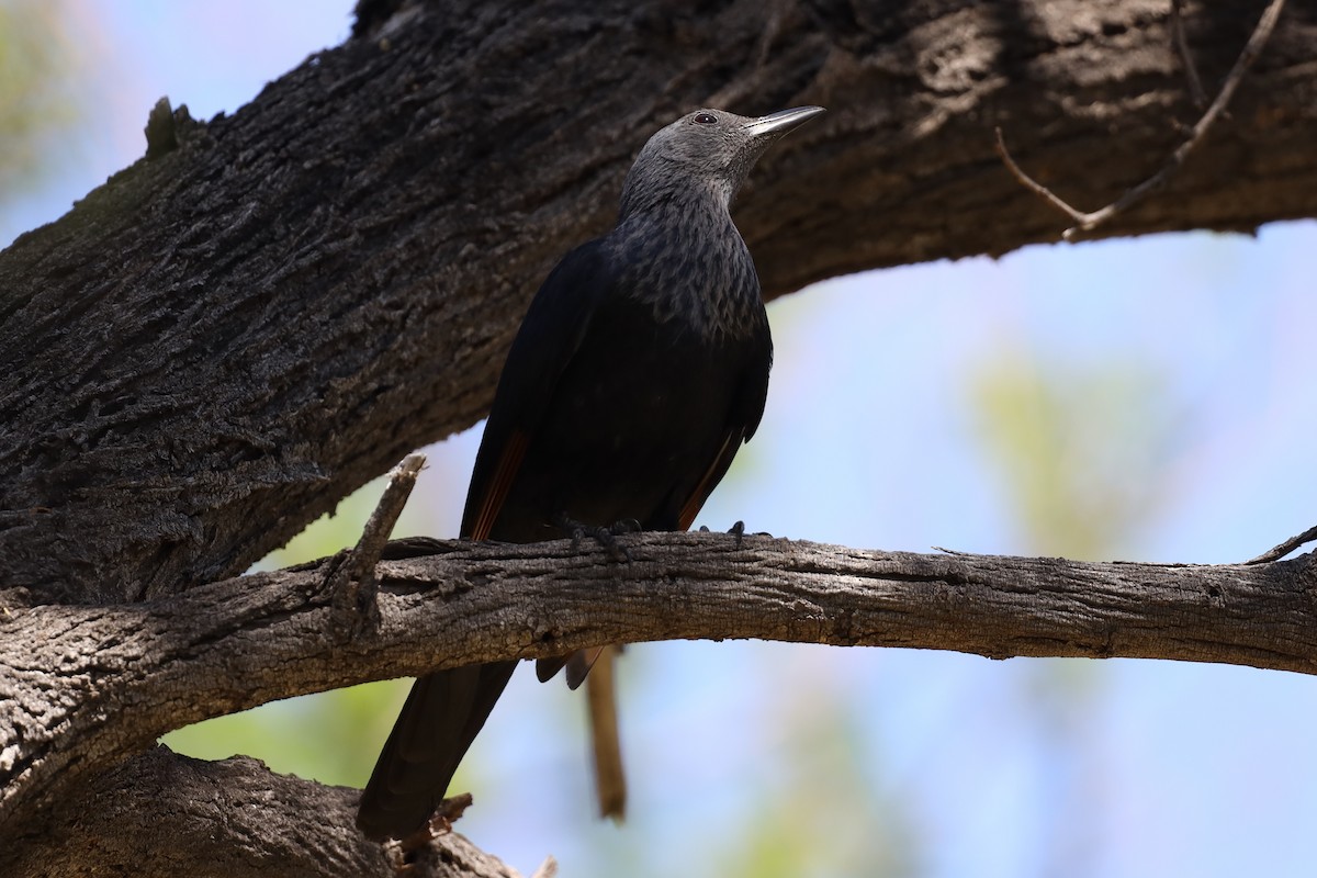 Red-winged Starling - ML610956574