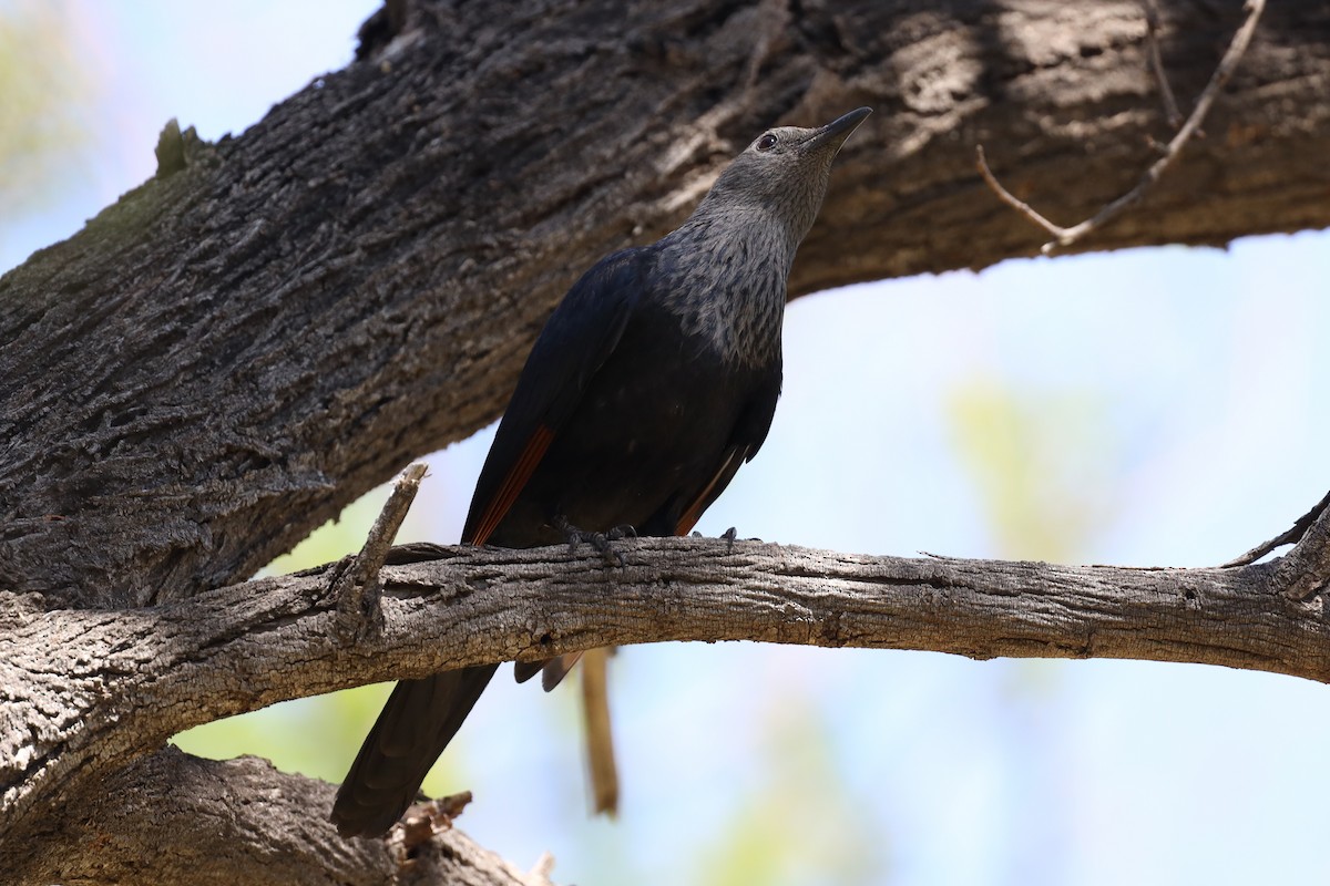 Red-winged Starling - ML610956575