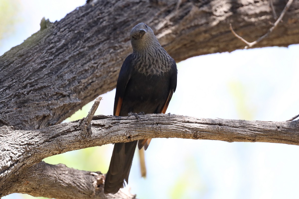 Red-winged Starling - ML610956576