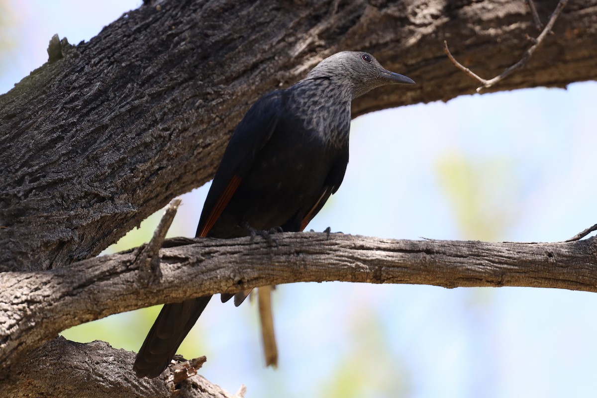 Red-winged Starling - ML610956577