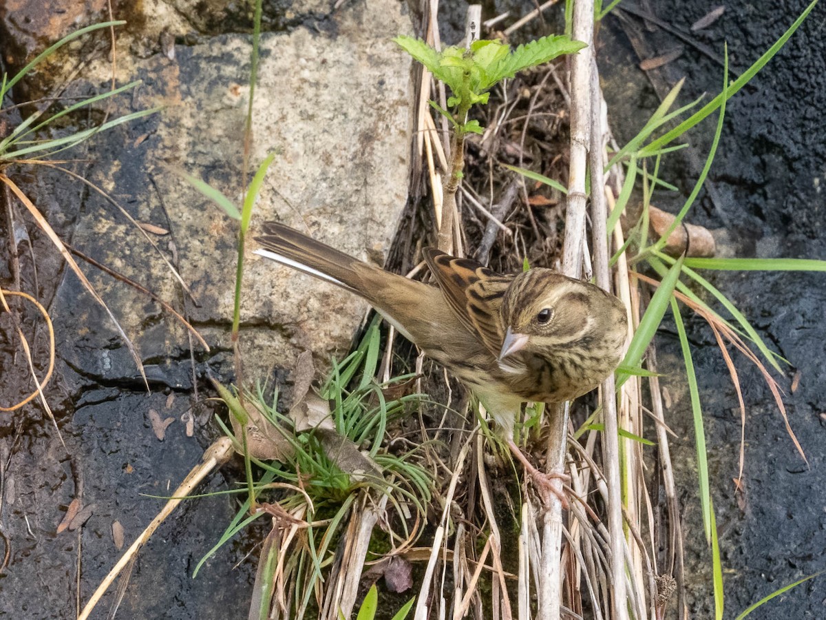 Yellow-breasted Bunting - Michael & Ellen LAM