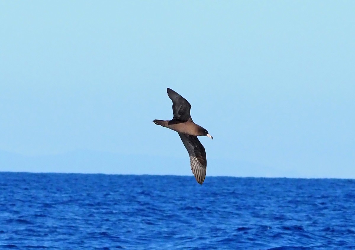 Flesh-footed Shearwater - ML610956619