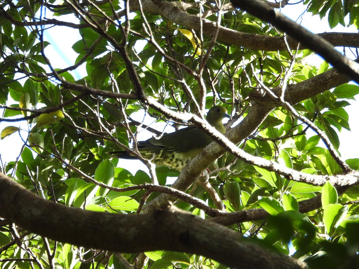 Whistling Green-Pigeon (Ryukyu) - Sundar Lakshmanan