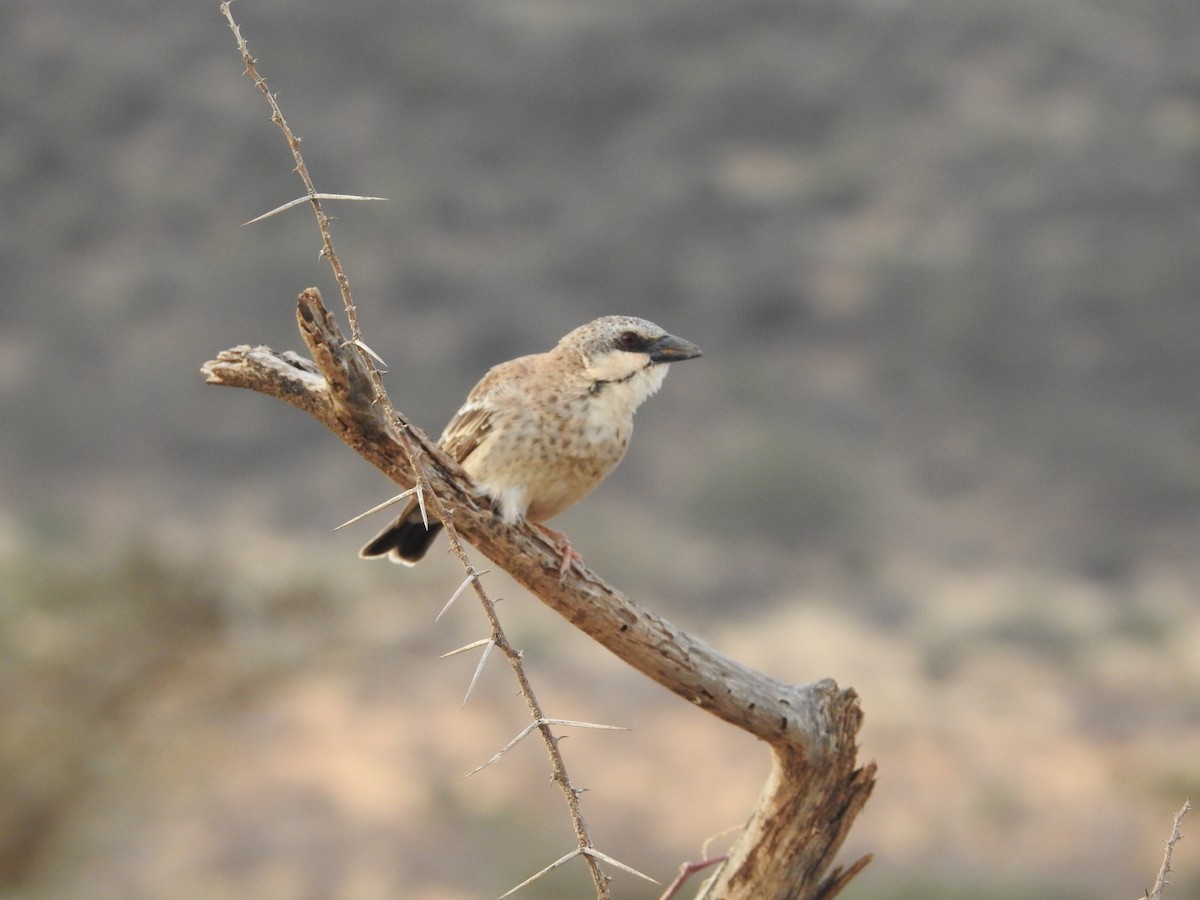Donaldson Smith's Sparrow-Weaver - ML610956687