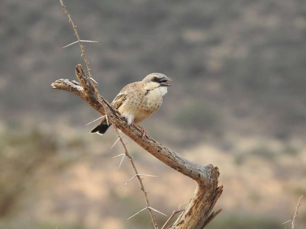 Donaldson Smith's Sparrow-Weaver - ML610956688