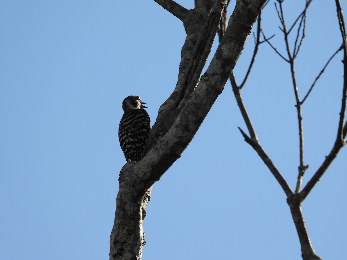 Japanese Pygmy Woodpecker - ML610956706