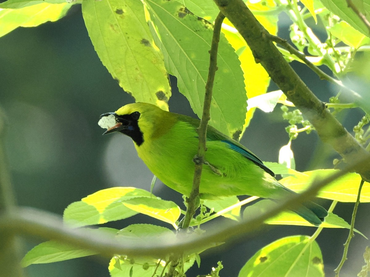 Blue-winged Leafbird - ML610956714