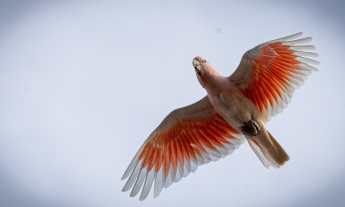 Pink Cockatoo - ML610956719