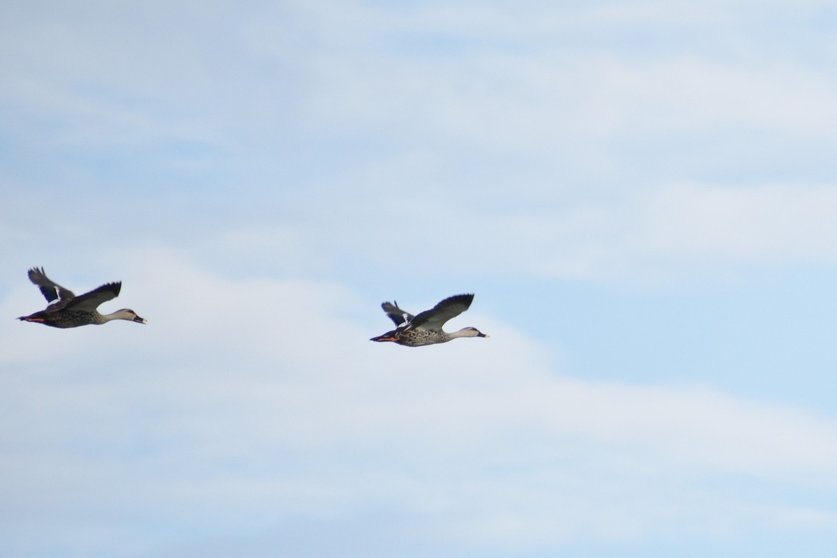 Indian Spot-billed Duck - Aritra Bhattacharya