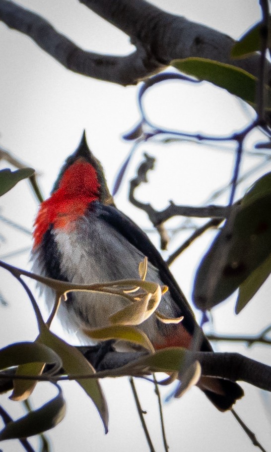 Mistletoebird - ML610956786