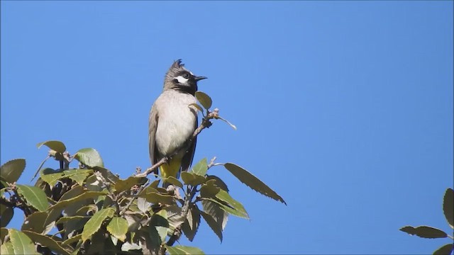 Bulbul à joues blanches - ML610956814