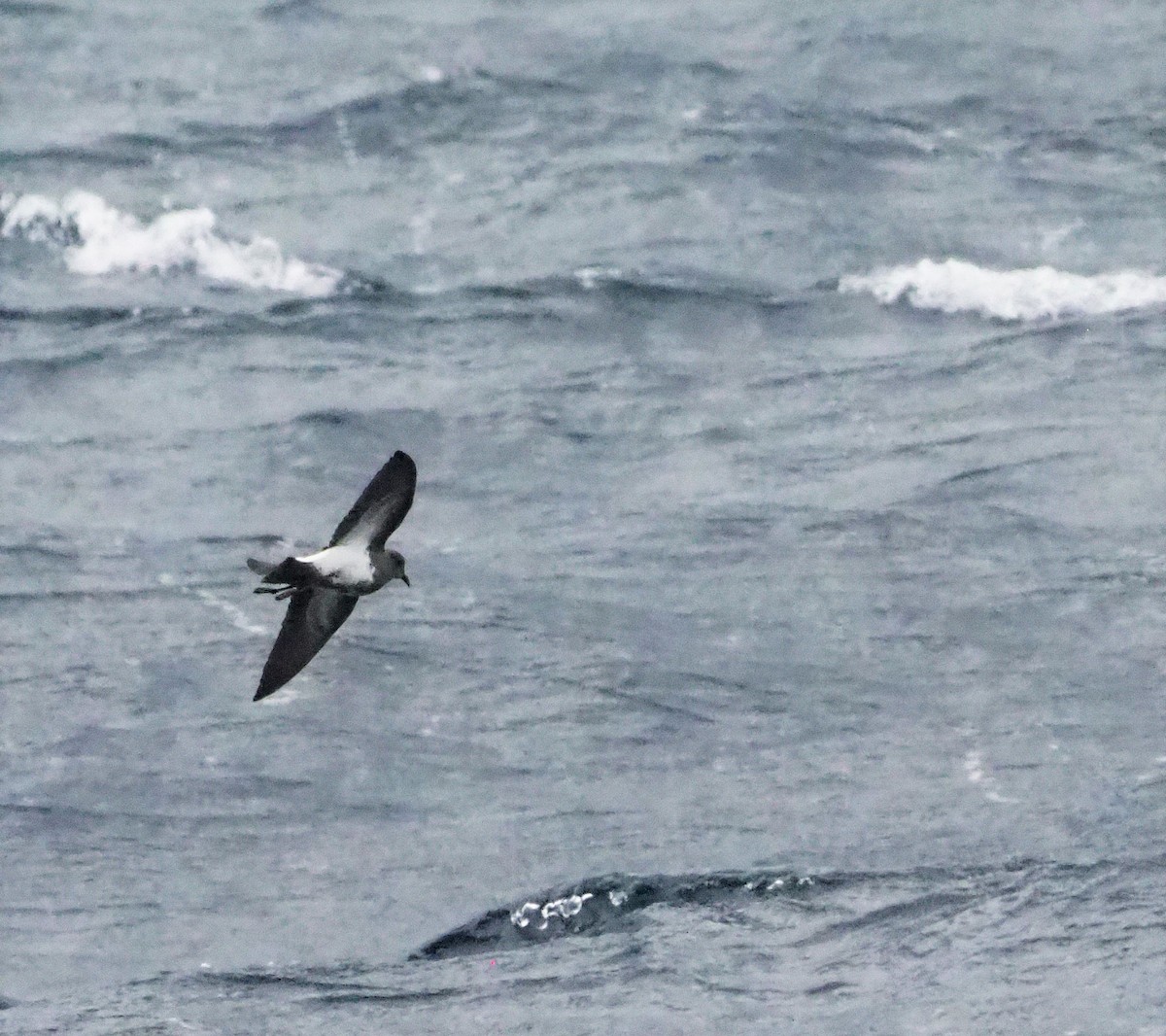 Black-bellied Storm-Petrel - ML610956816