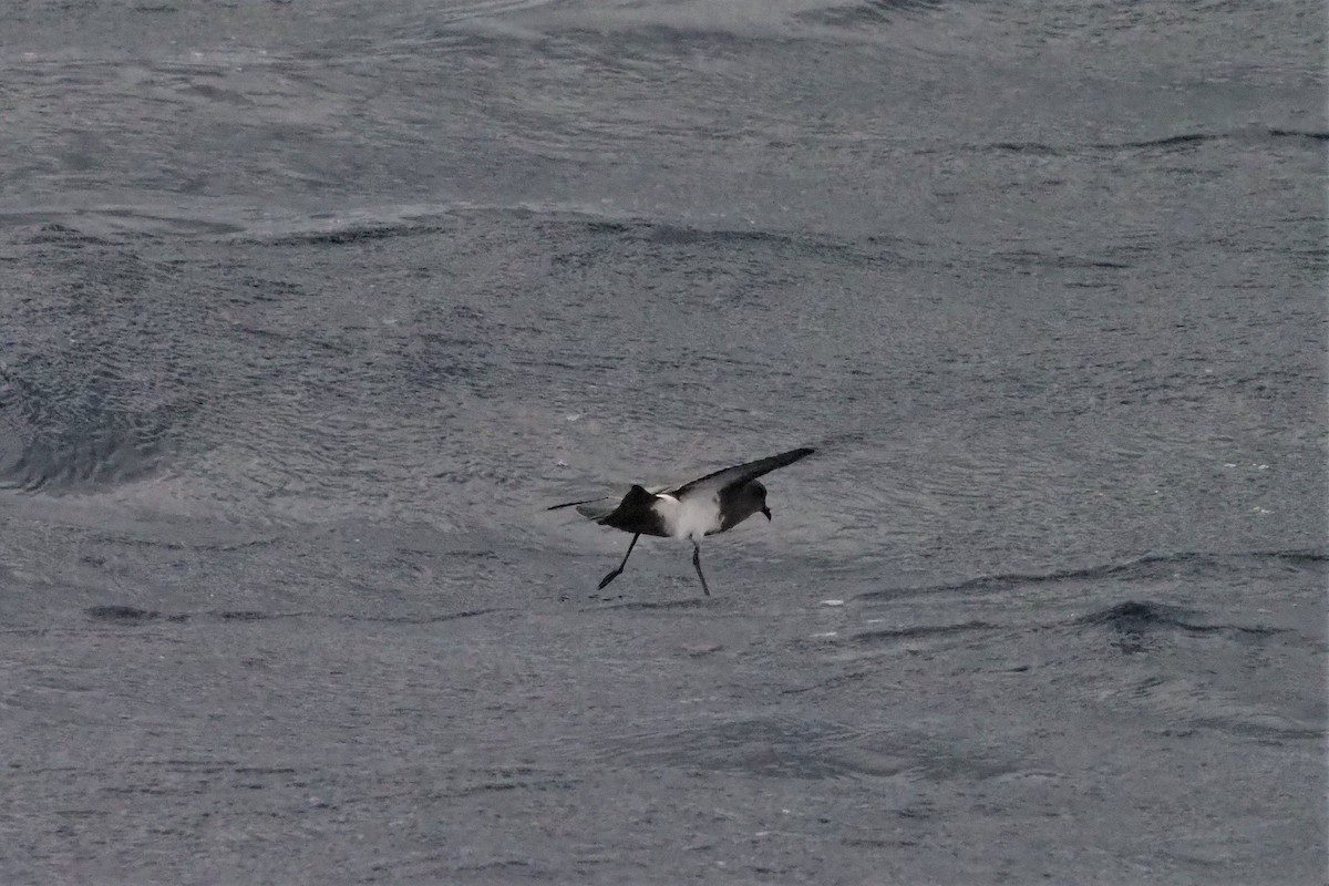 Black-bellied Storm-Petrel - ML610956818