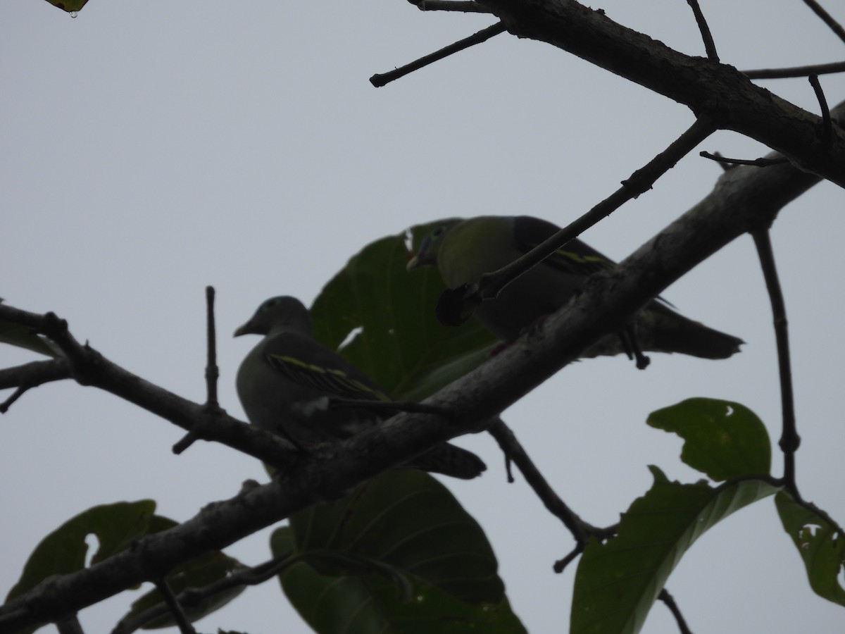 Thick-billed Green-Pigeon - ML610956855