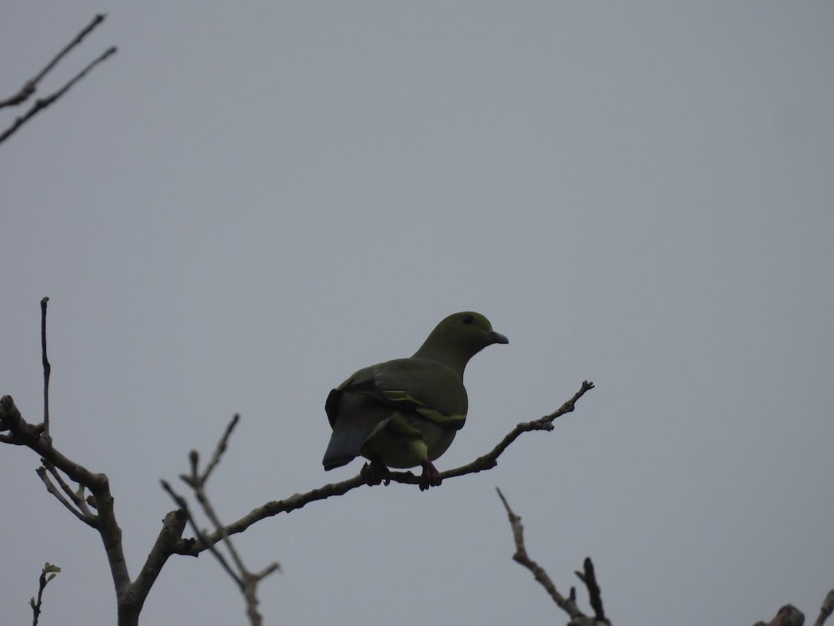 Pink-necked Green-Pigeon - Chen Faibis