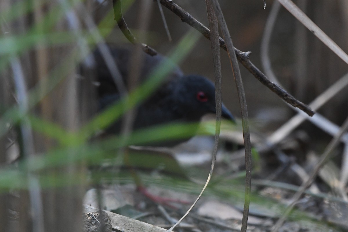 Spotless Crake - ML610956869
