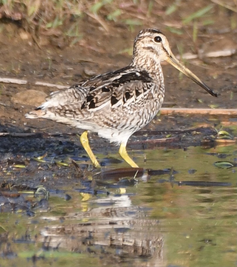 bekasina japonská - ML610956877