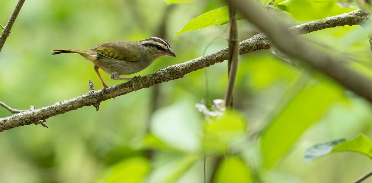 オリーブシトド（superciliosus グループ） - ML610956944