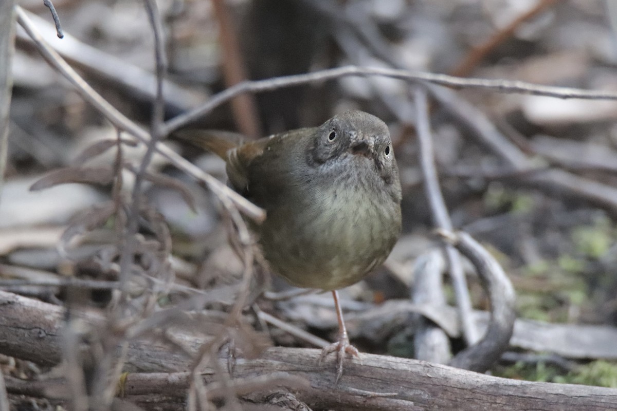 Tasmanian Scrubwren - Ross Brown